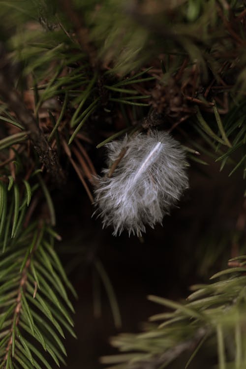 Foto d'estoc gratuïta de agulles de coníferes, arbre, arbre de coníferes