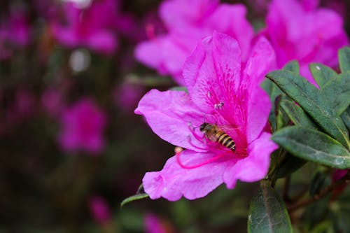 Gratis lagerfoto af blomstrende blomst, honningbi, naturens skønhed