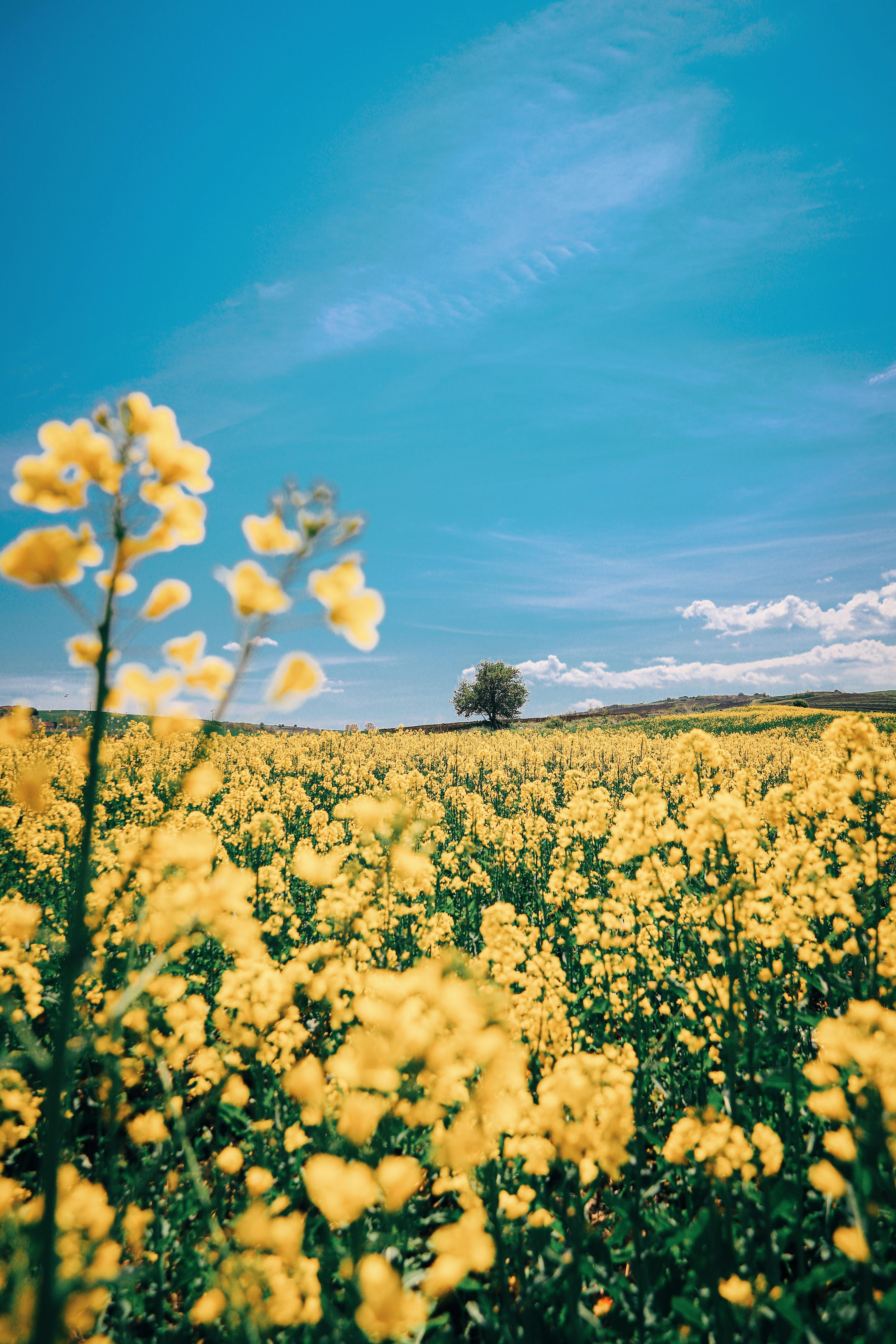 Blooming yellow flowers growing in field · Free Stock Photo