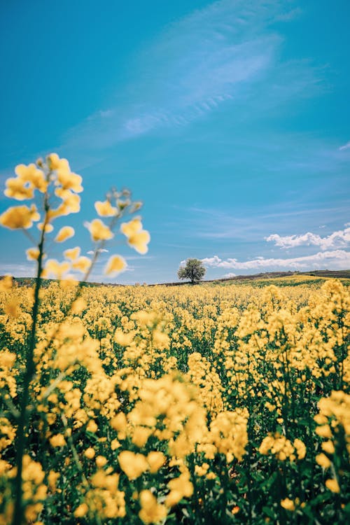 Blooming yellow flowers growing in field