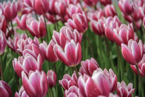 Close-Up Shot of Pink Tulips in Bloom