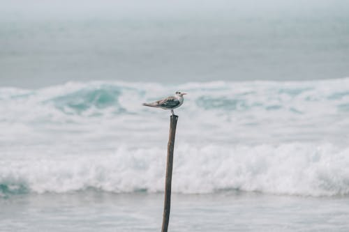 A Bird Perched on a Wooden Stick near the Sea