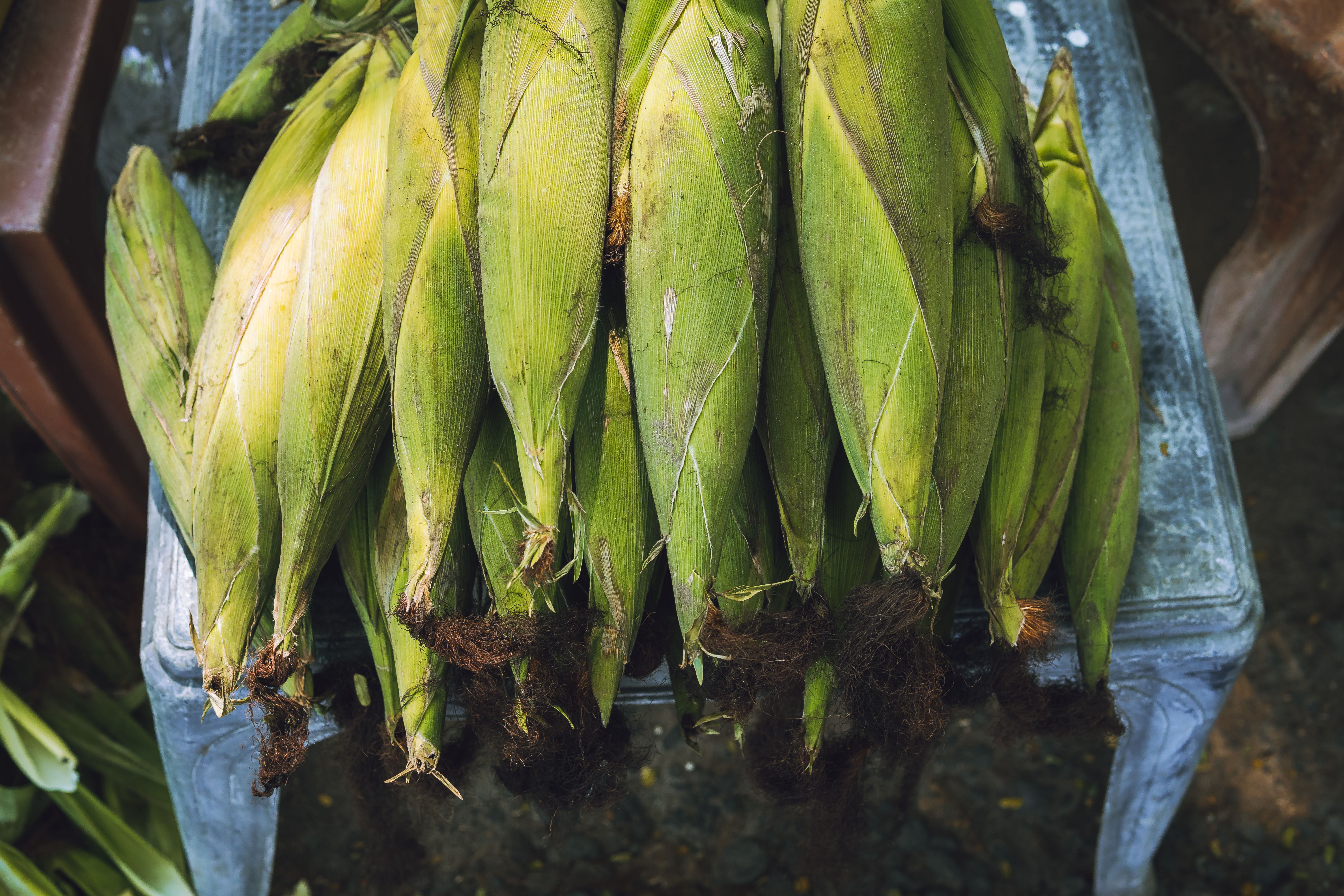 Freshly harvested organic corn on the cob displayed outdoors, perfect for farm-to-table concepts.