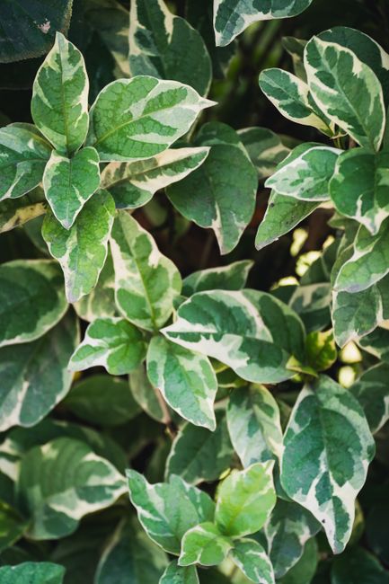 Top view of lush green plants with small leaves with white spots growing in nature