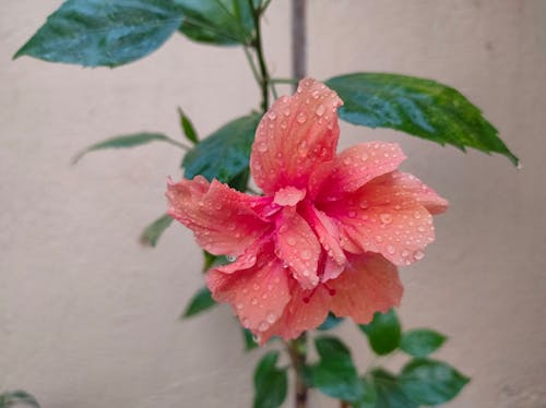 Free Close-Up Shot of Wet Pink Hibiscus in Bloom Stock Photo