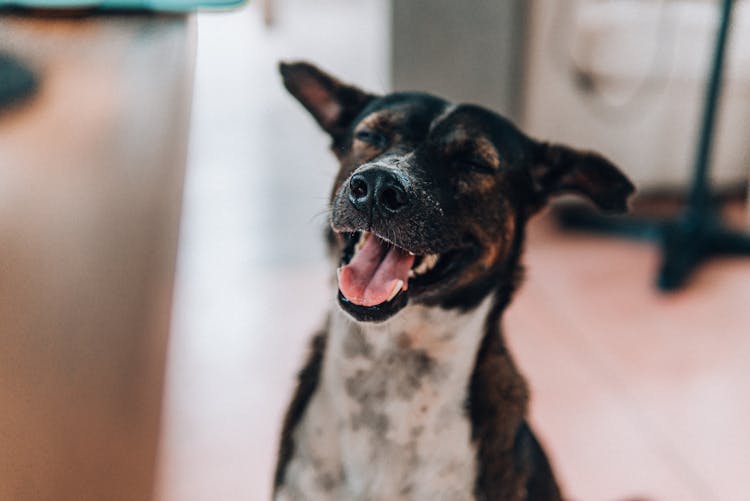 Cute Happy Dog Sitting On Floor