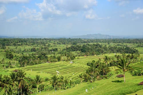Fotos de stock gratuitas de agricultura, árboles verdes, arrozal