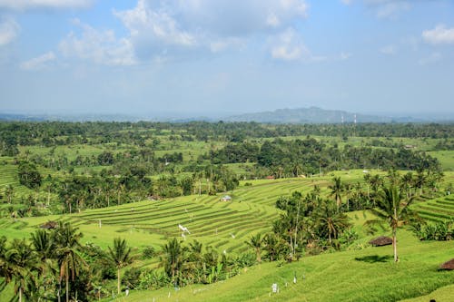 Free A Green Trees Near the Paddy Field Under the Blue Sky and White Clouds Stock Photo