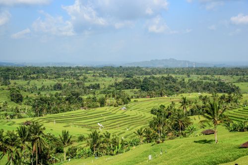 Free Aerial view of vibrant rice terraces with palm trees under a bright blue sky. Ideal for nature and travel themes. Stock Photo