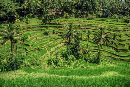 Free A vibrant aerial view of spectacular green rice terraces in Bali, Indonesia. Stock Photo