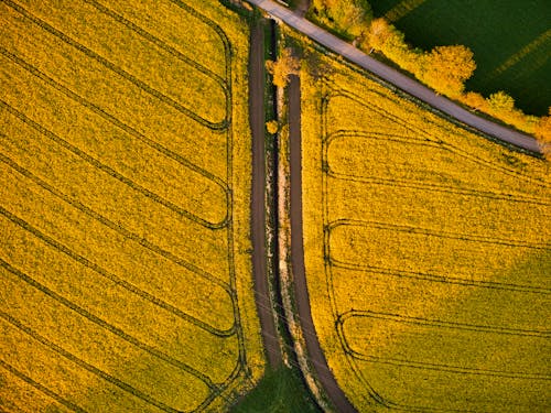 Foto stok gratis fotografi udara, kuning, lahan pertanian