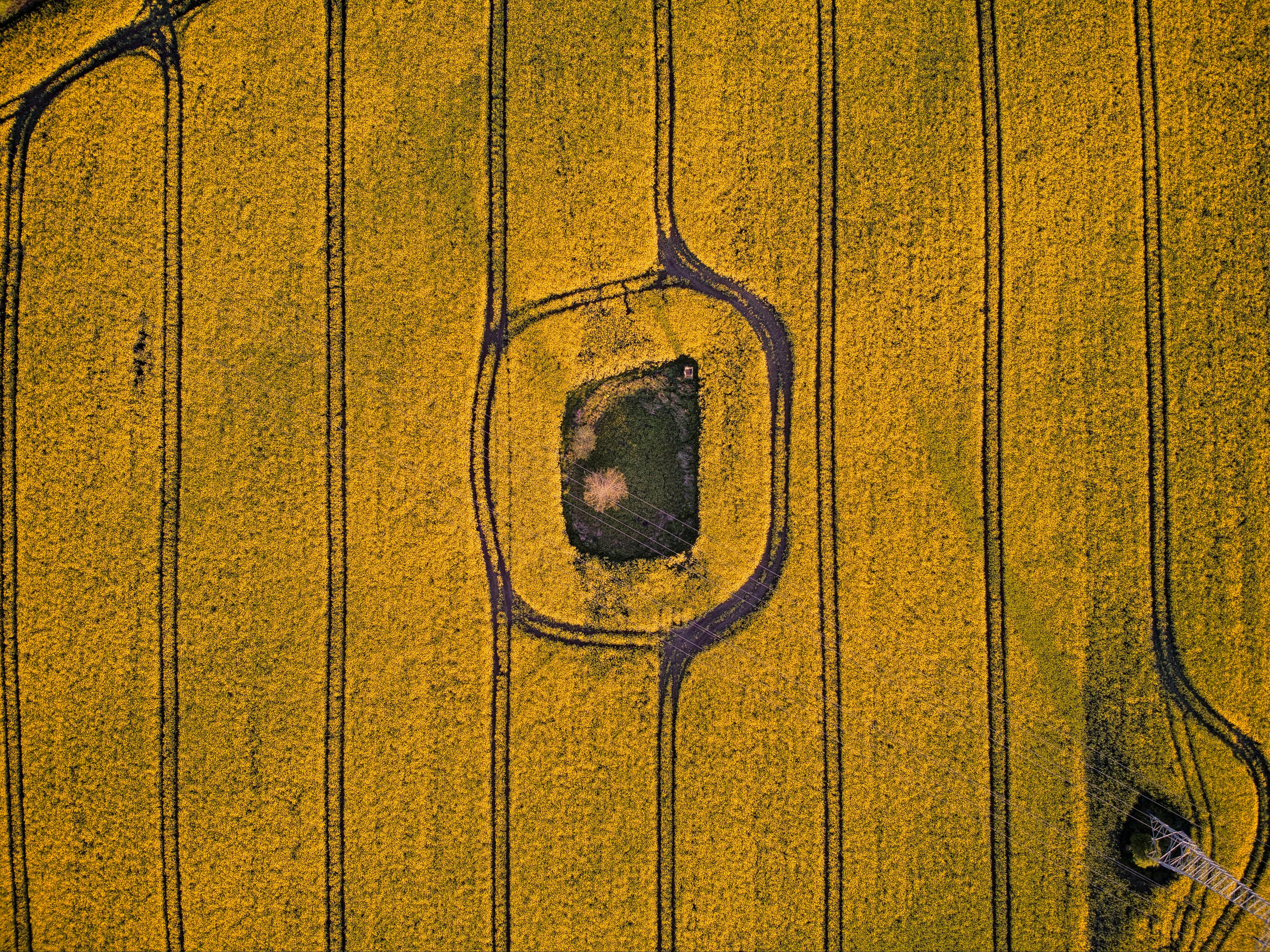 Drone shot of lush yellow croplands encircling a small green area in Tremsbüttel, Germany.