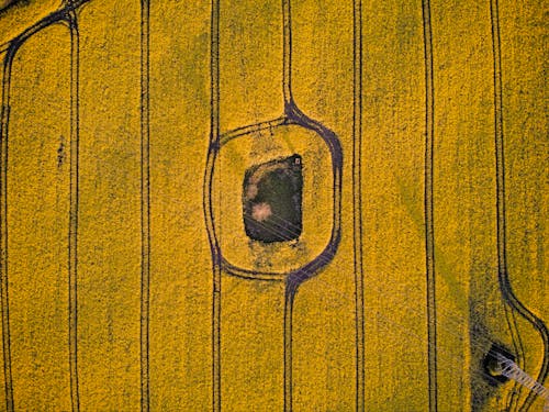 Drone Shot of a Field