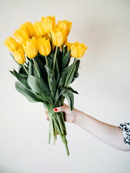 Delicate yellow tulip bouquet elegantly held against a light background, symbolizing freshness.