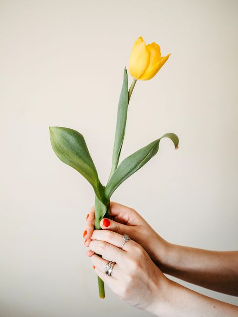 A delicate yellow tulip held by a hand with red nail polish and elegant rings.
