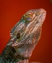 Side view of wild dangerous herbivorous green iguana with sharp gray scales sitting on red background in light modern studio