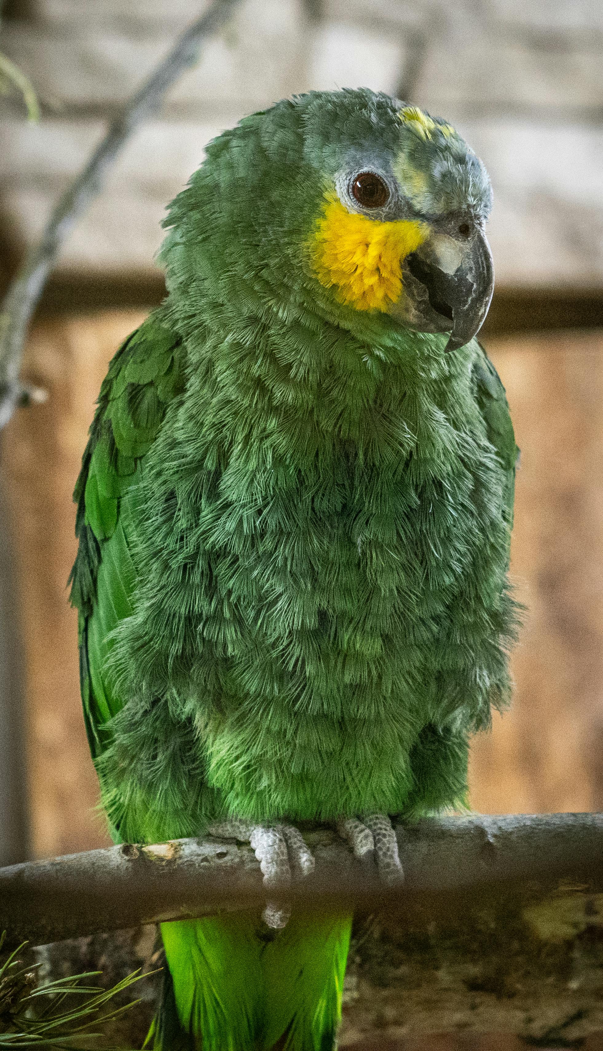 green bird in close up photography