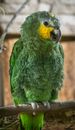 Green Bird in Close Up Photography
