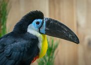 Close Up Photo of Bird with Black Beak