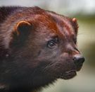 Black and Brown Animal on Green Grass