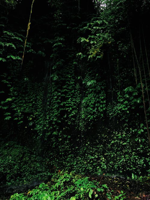 Darmowe zdjęcie z galerii z bujny, ciemny, drzewa