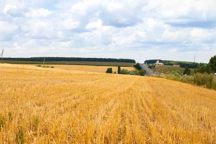 Landscape Of A Cropland In Late Summer 