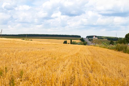 Free Expansive golden wheat field under a bright sky leading to a distant road. Stock Photo