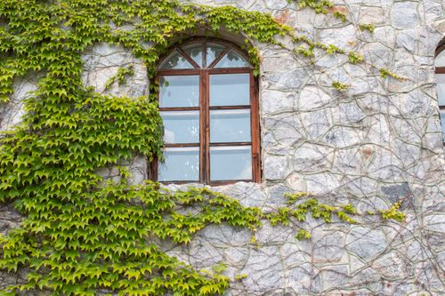 Free A rustic stone wall featuring a wooden window adorned with lush green ivy. Stock Photo