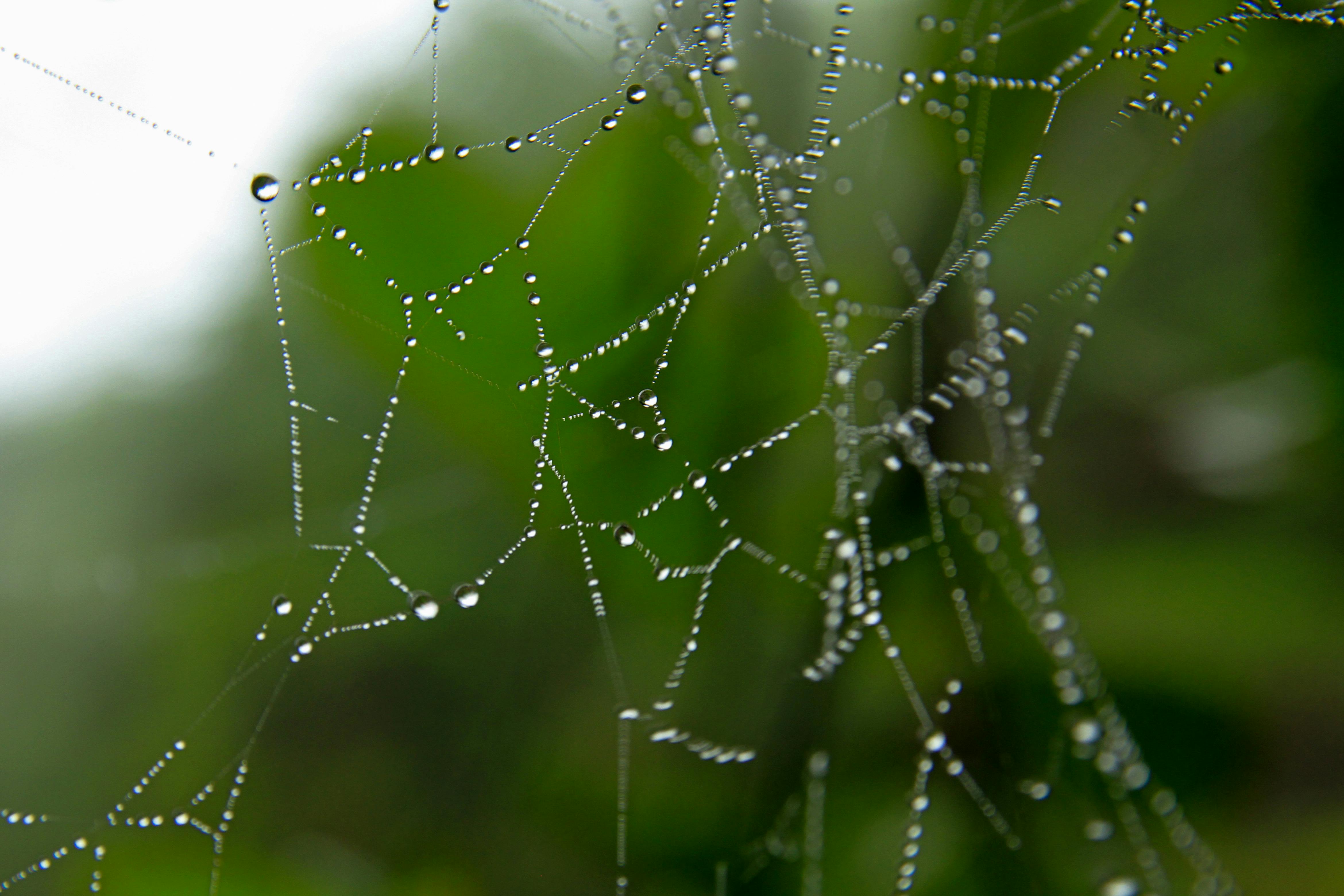 Free stock photo of cobweb, dew, dewdrops