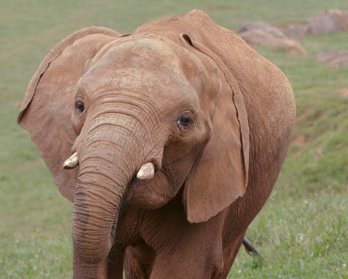 Kostnadsfri bild av afrikansk elefant, bete, brun hud