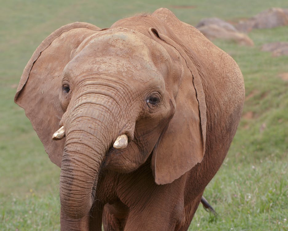 A Young Brown Elephant in the Wild