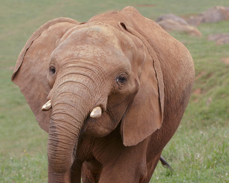 A Young Brown Elephant In The Wild