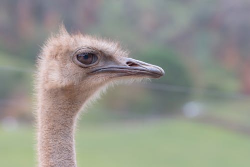Free stock photo of avestruz