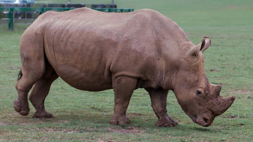 Free stock photo of rinoceronte