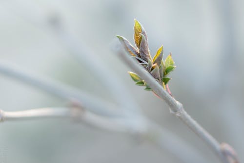 Gratis stockfoto met rama y hoja verde