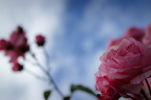 Free stock photo of rosa