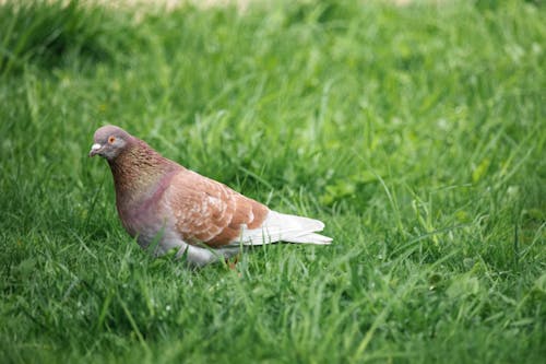 Free A Close-Up Shot of a Pigeon on Grass Stock Photo