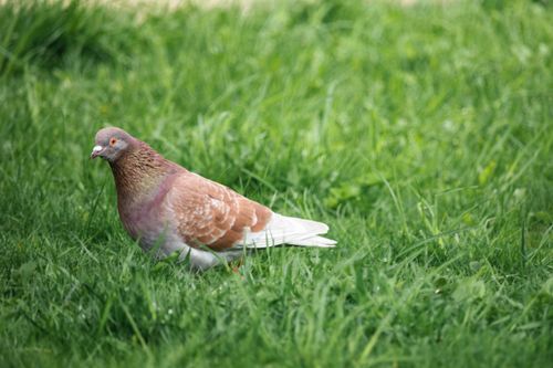 Free A detailed close-up photograph of a pigeon standing on lush green grass, showcasing its plumage. Stock Photo