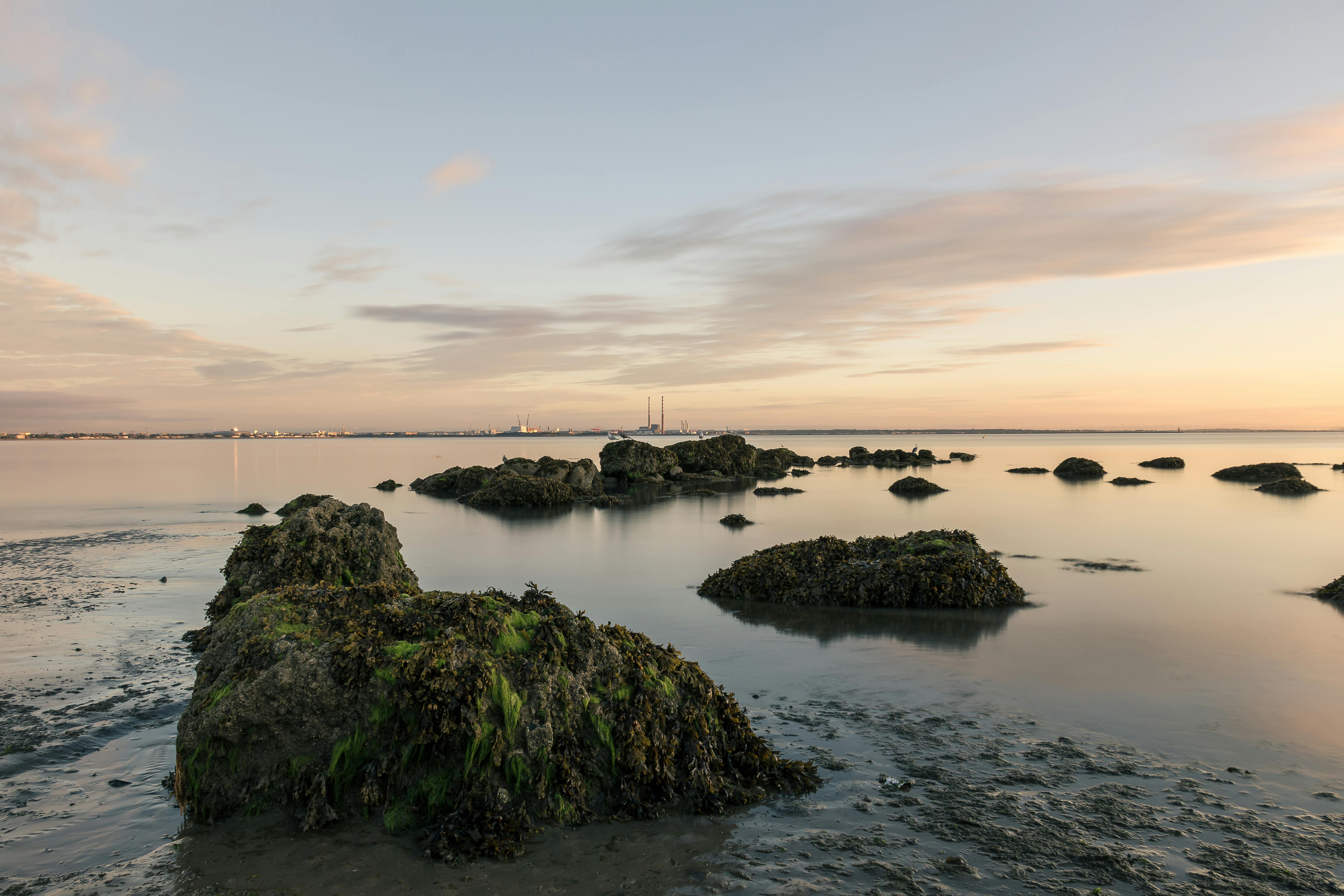 Usos sorprendentes de las algas en Irlanda