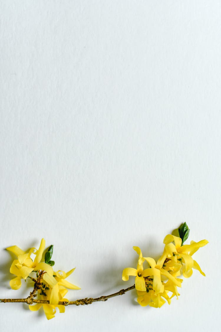 A Forsythia On The Table 