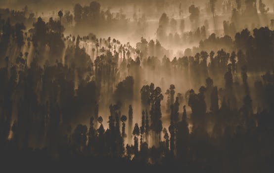 黎明时分，阳光透过树木，照亮了神秘的森林景观