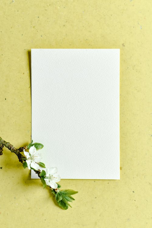 Weiße Blume über Einem Leeren Weißbuch