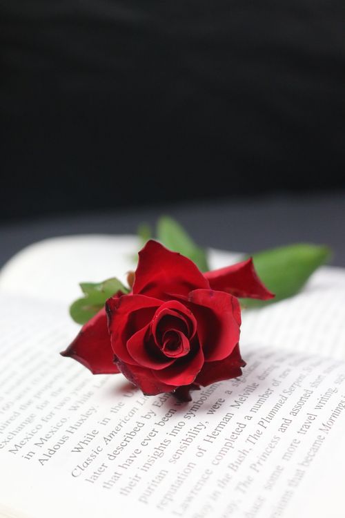 Free Close-up of a vibrant red rose resting on an open book, showcasing elegance and romantic symbolism. Stock Photo