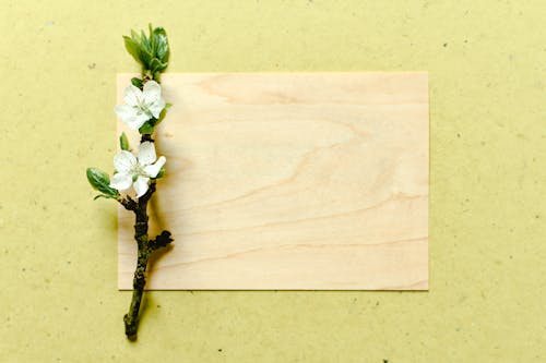Stem of White Flowers on Brown Wooden Panel 