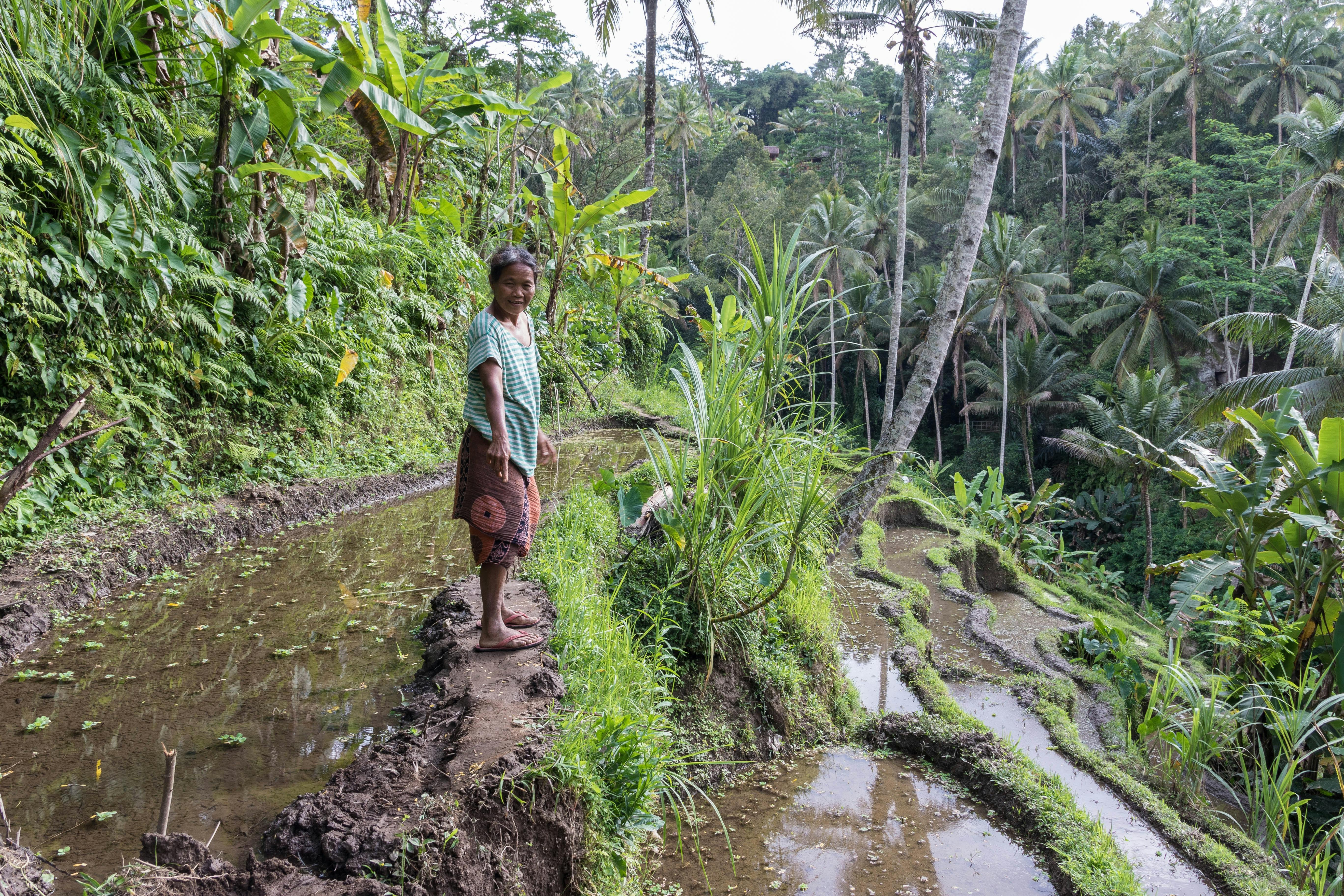 Free stock photo of bali, forest, indonesia