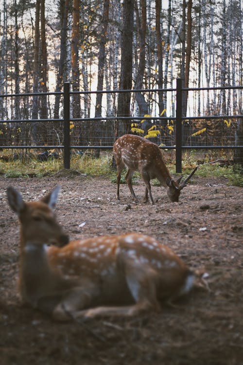 Brown Deer on Dry Ground