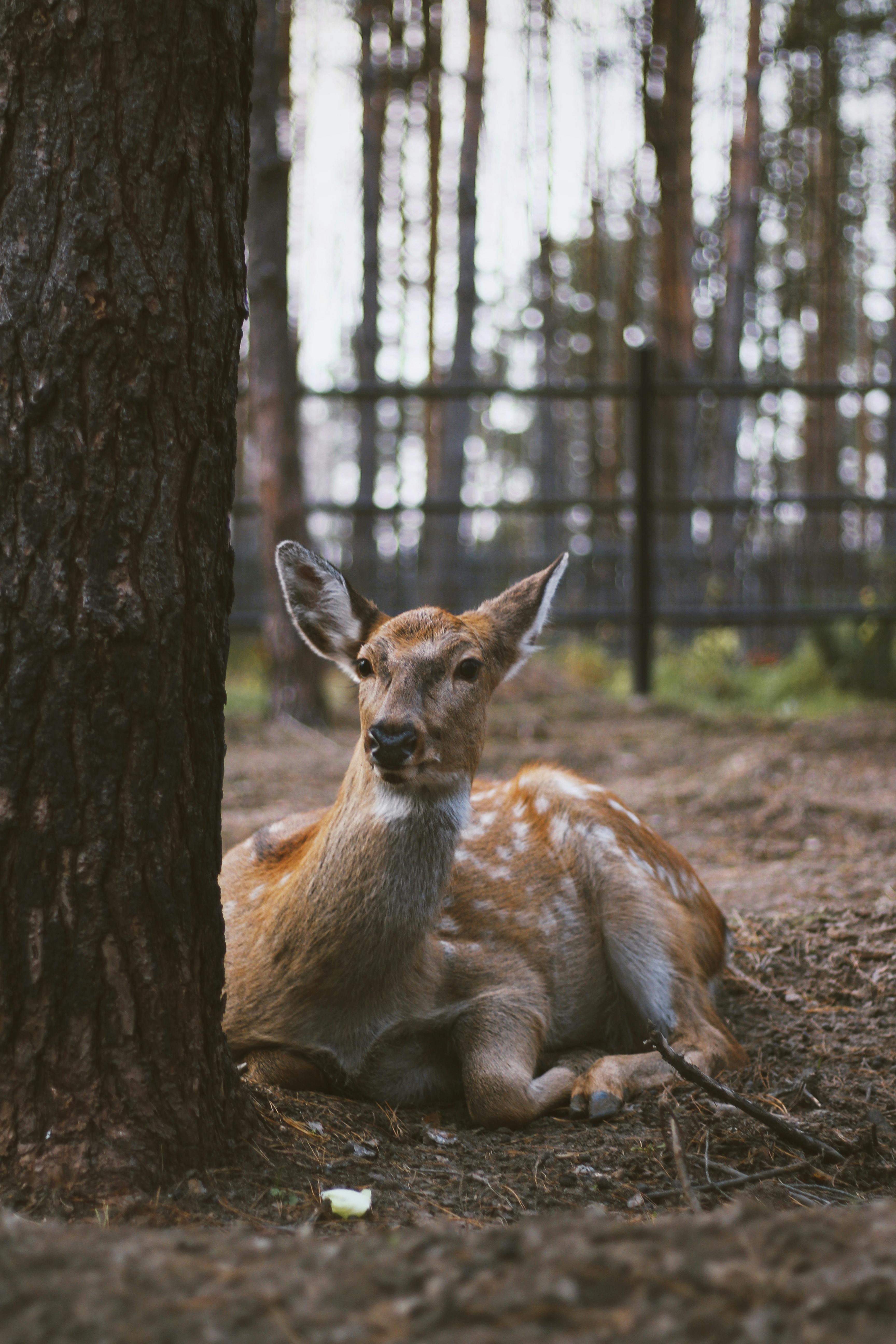 grátis Foto profissional grátis de adular, amante da natureza, ambiente natural Foto profissional
