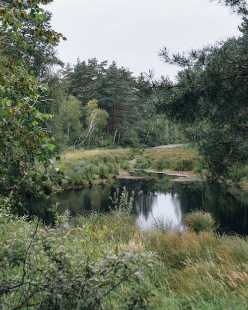 Бесплатное стоковое фото с вертикальный выстрел, вода, деревья