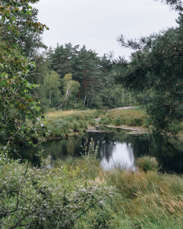 Kostnadsfri bild av damm, flod, gräs