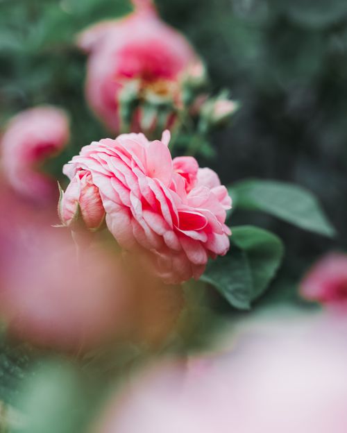 Free Photogenic pink rose bloom with blurred background, perfect for floral lovers. Stock Photo